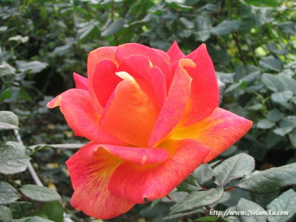 花花草草 · 287