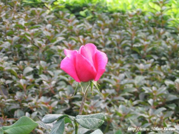 花花草草 · 289