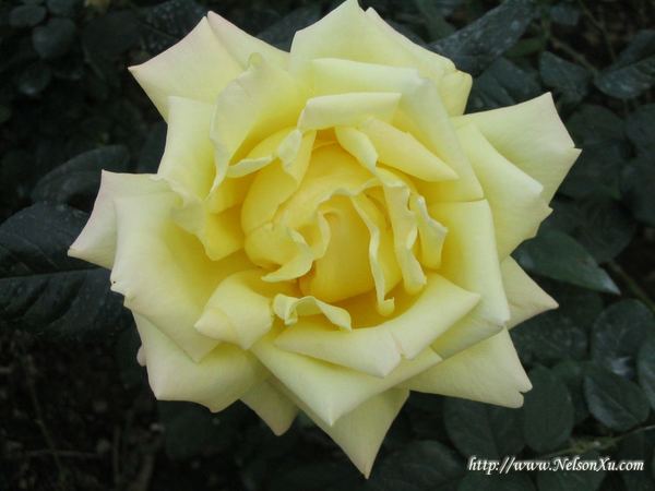 花花草草 · 292
