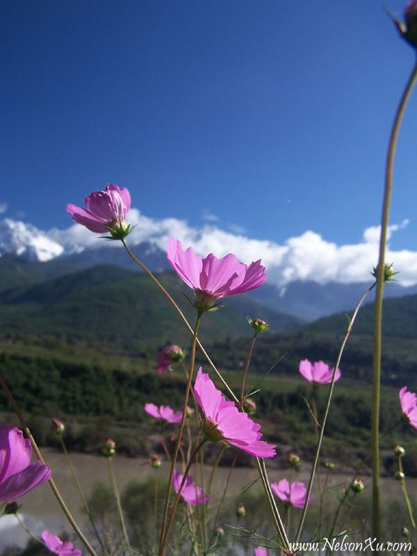 丽江 · 339