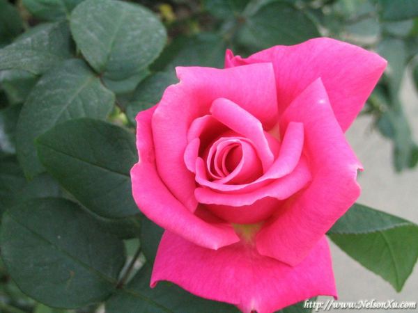 花花草草 · 949