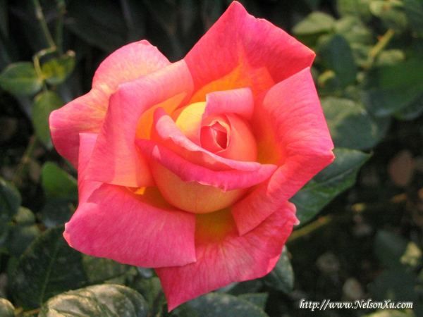 花花草草 · 951