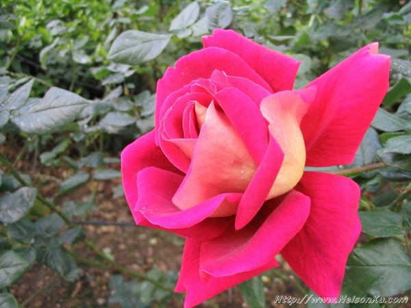 花花草草 · 955