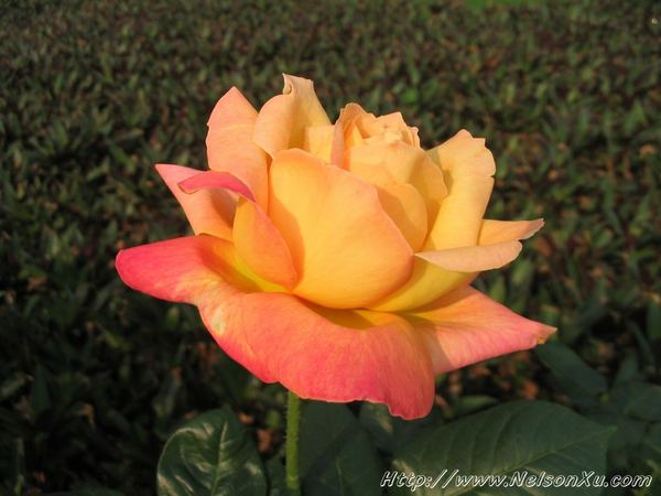 花花草草 · 963