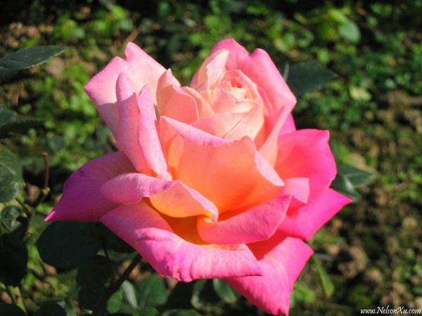 花花草草 · 965